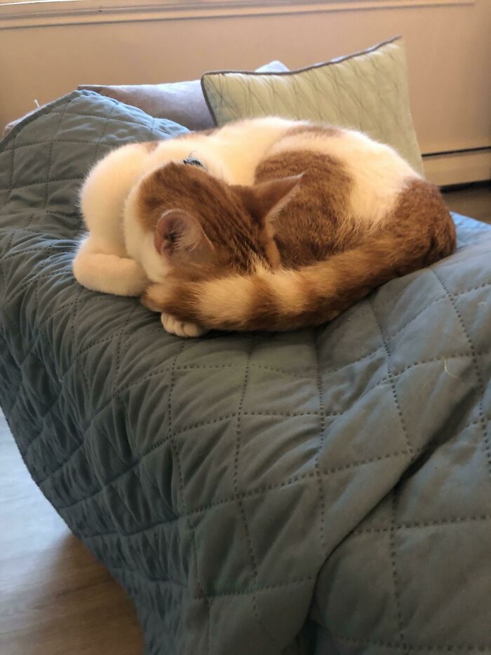 I Left The Window Open And Now It’s Too Cold For His Royal Highness 🥶