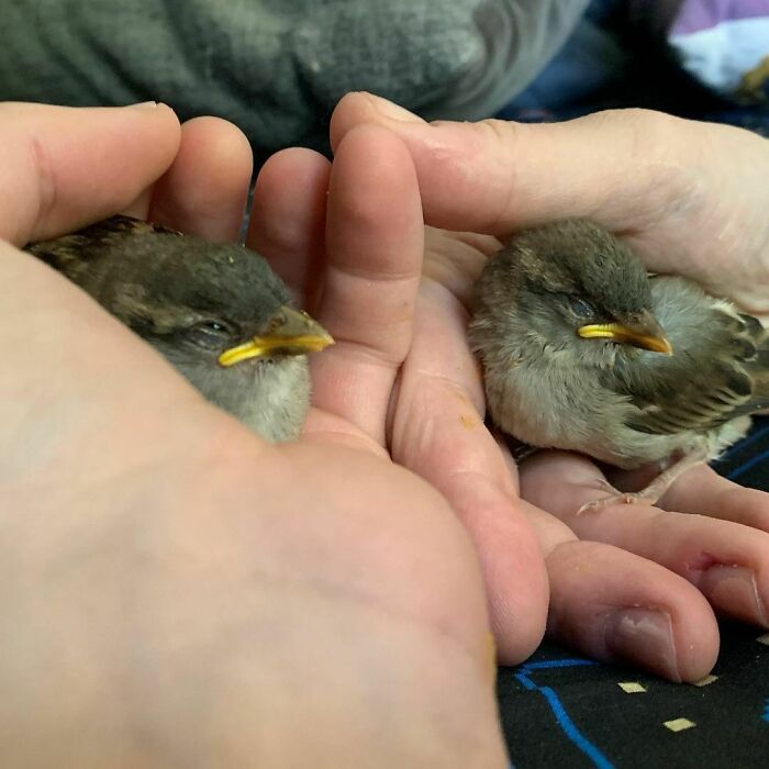 You Have Entered Real Sleepy Sparrow Hours