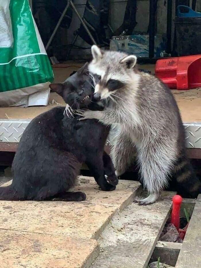 The Kitty’s Face! 😂