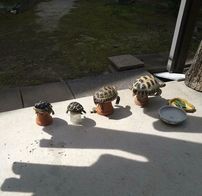 Four turtles standing on different sized objects showing creative animal support