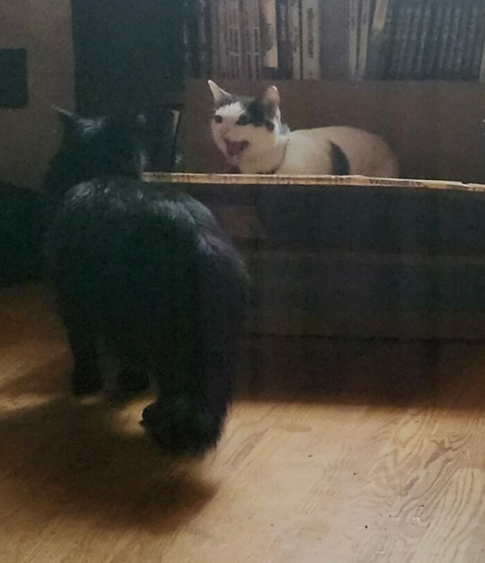 Verbal Dispute Over Who Gets To Be In The Box