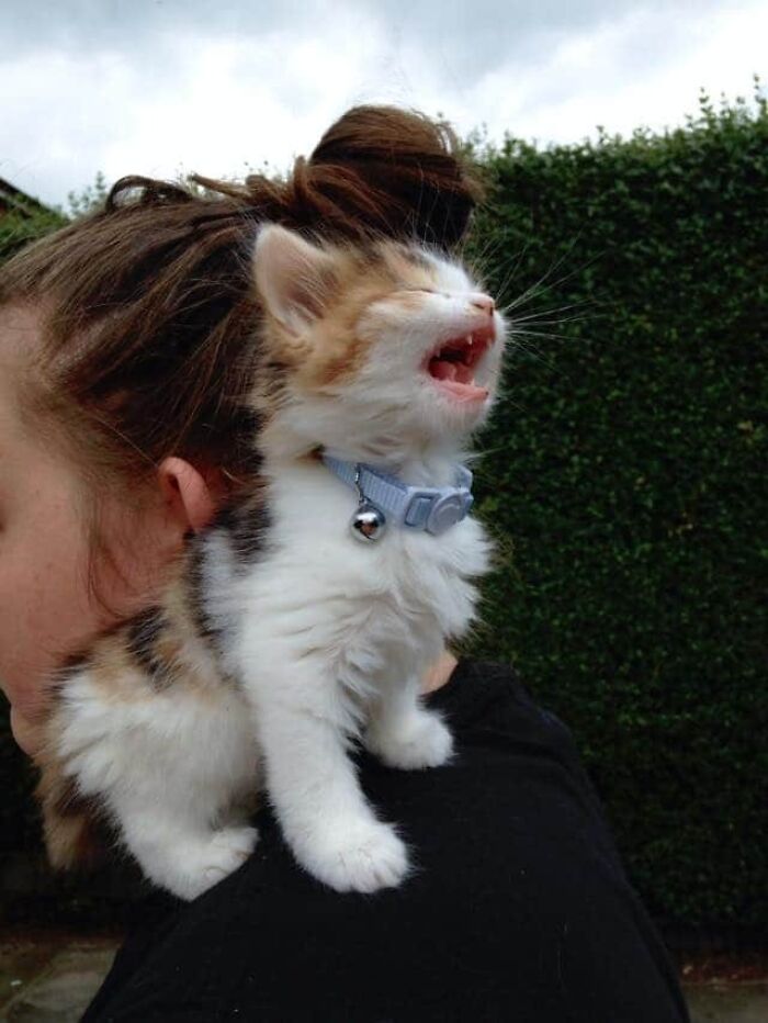 She Screams