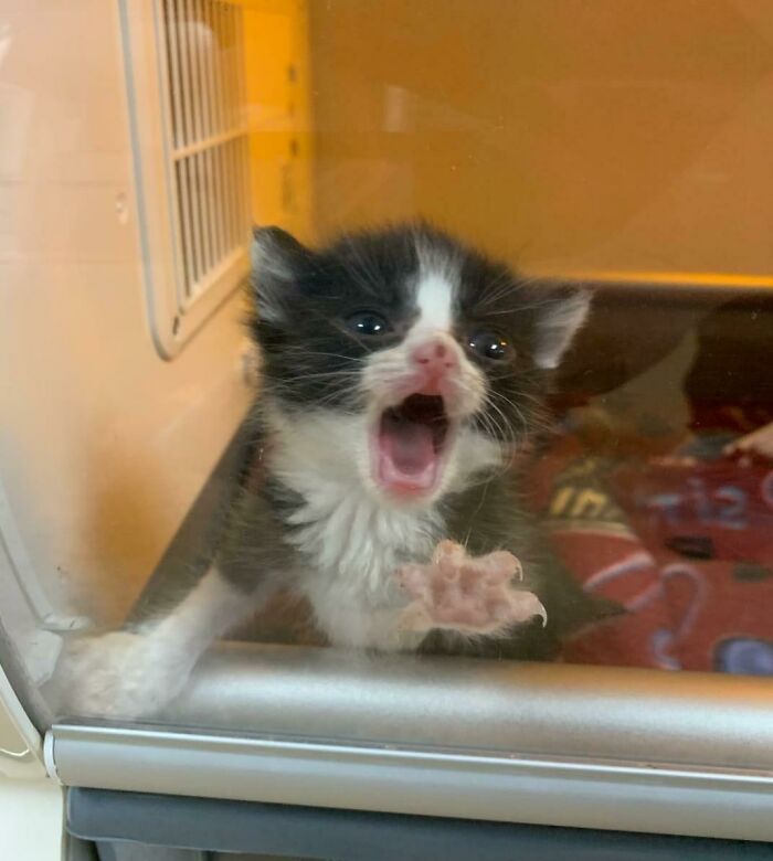 Baby Kitten Who Came Through Our Rescue Sick, Underfed, And Dehydrated. 24 Hours Of Formula And Fluids And She's Become A Little Troublemaker 