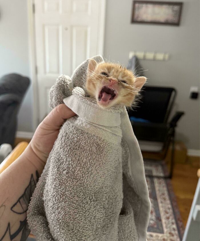 Chicken Nugget Had Strong Opinions About His First Bath