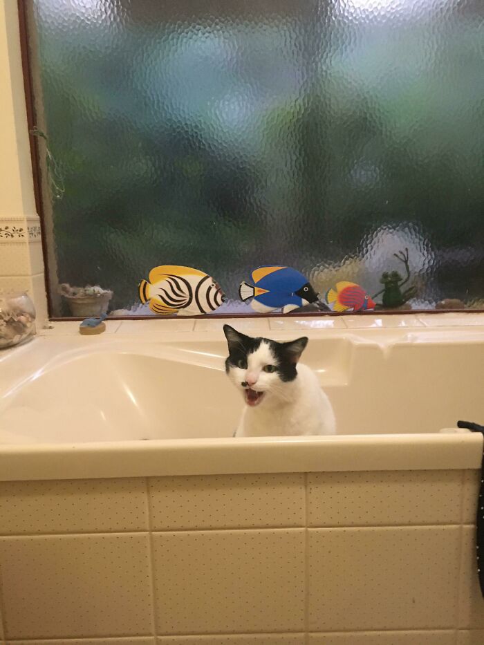 The Foster Lady Said He Was Quiet. Gerald Has Been Yelling At Me For Two Years Now