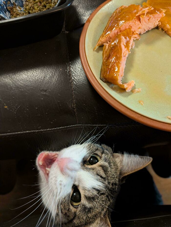 The Salmon Proximity Sensor Is Yelling