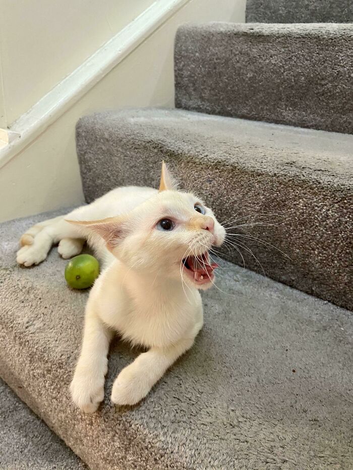 We Found “Toast” In Our Restaurants Dumpster The Other Day. Maybe That’s Why She Has Such Excellent Trash Talk! So Happy To Find A New Forever Friend!