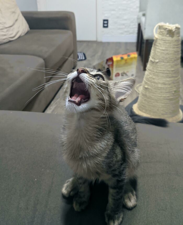 Meeeeeoooow