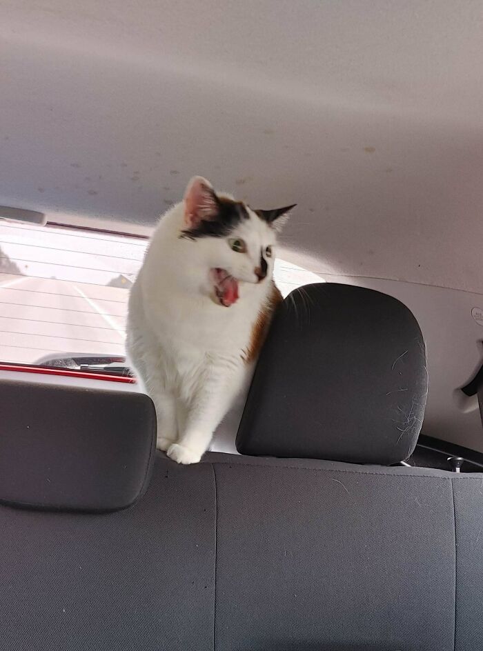 Someone Escaped Her Carrier And Told Us Her Thoughts On The Situation