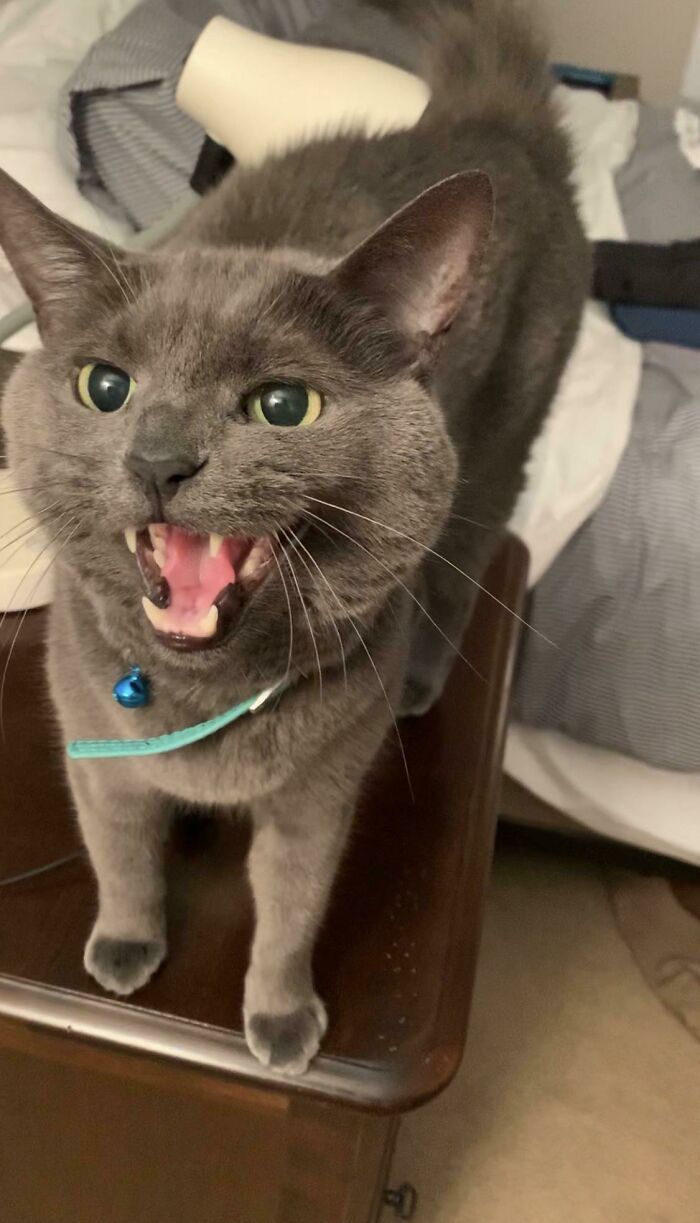 It’s My 🎂 Day So Here’s My Yelling Boy!