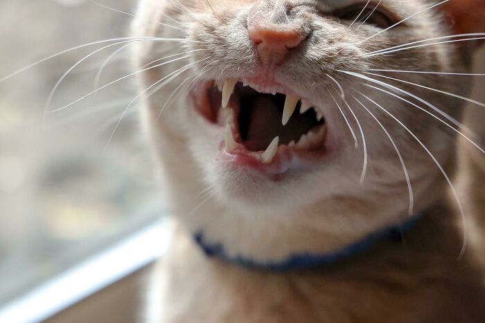 Was Testing Out Settings On My New Camera When I Froze His Yell In Time