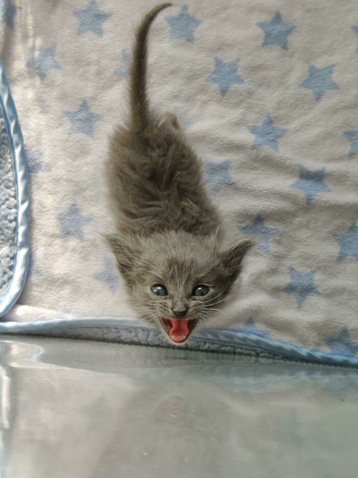 Her Scream Size Is Positively Correlated With How Large She Thinks She Is