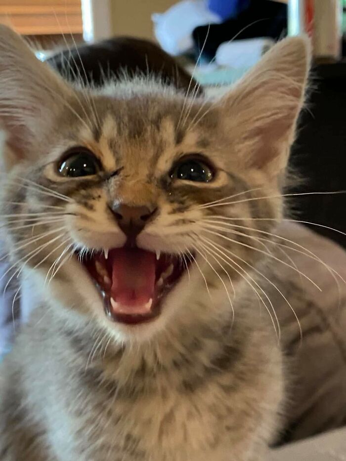 A Rescue Near Us Just Shared This Very Noisy Baby