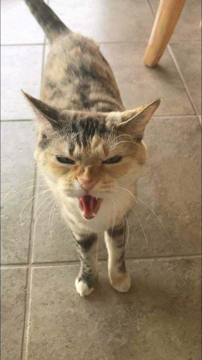 These Are The Only Kind Of Pictures You Can Get Of My Uncles Cat