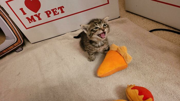 Sweet Potato Pie Is A Lil Squeaker!