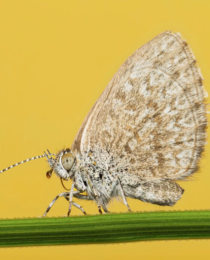 55 Fascinating Macro Photos Shared By This Page That Reveal Tiny Worlds Up Close