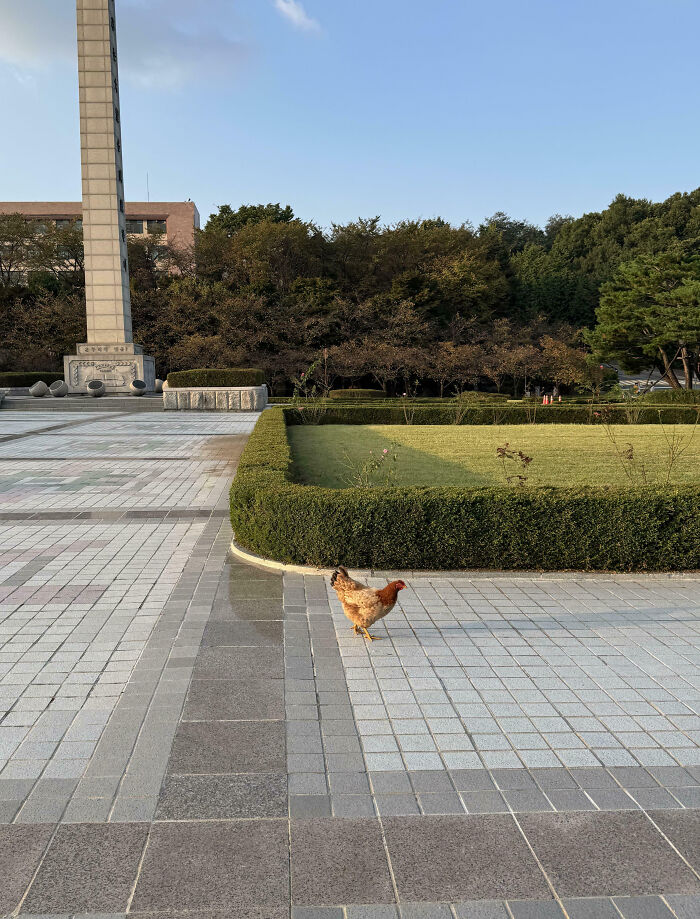 Campus area featuring a chicken walking on tiled pavement near green hedges
