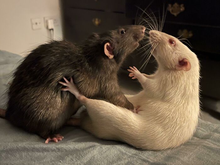 Caught A Pic Of My Boys Mid-Confrontation But Thought It Was Rather Renaissance Like