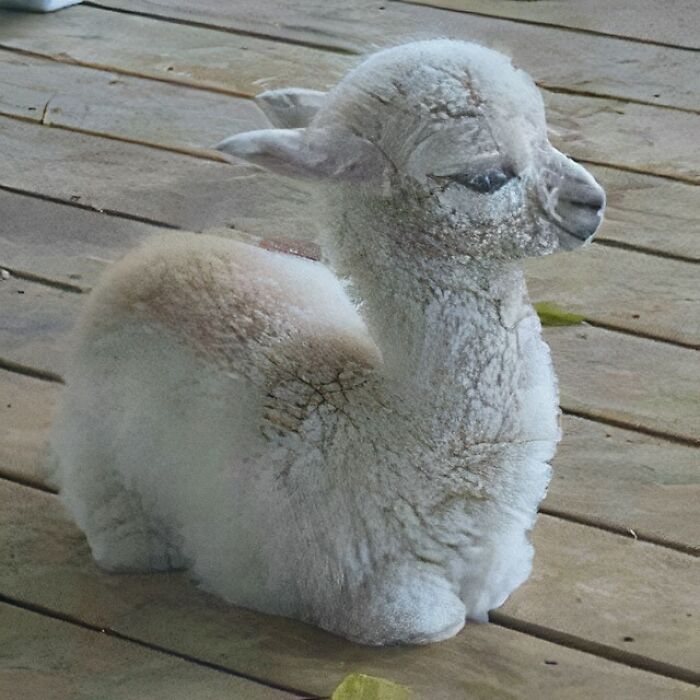 On A Scale Of 1-10 How Baby Is This Lamb?