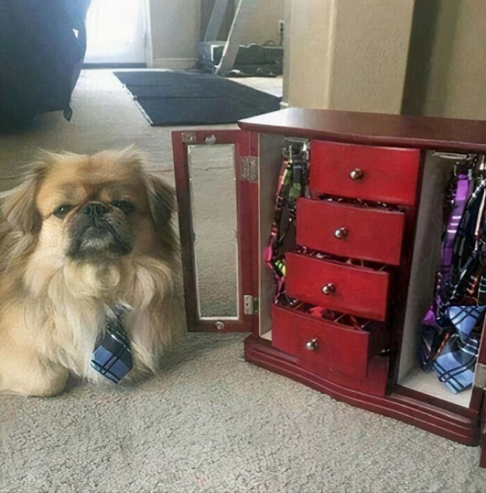 So My Dog Has A Closet For All Of His Neck Ties And Bow Ties