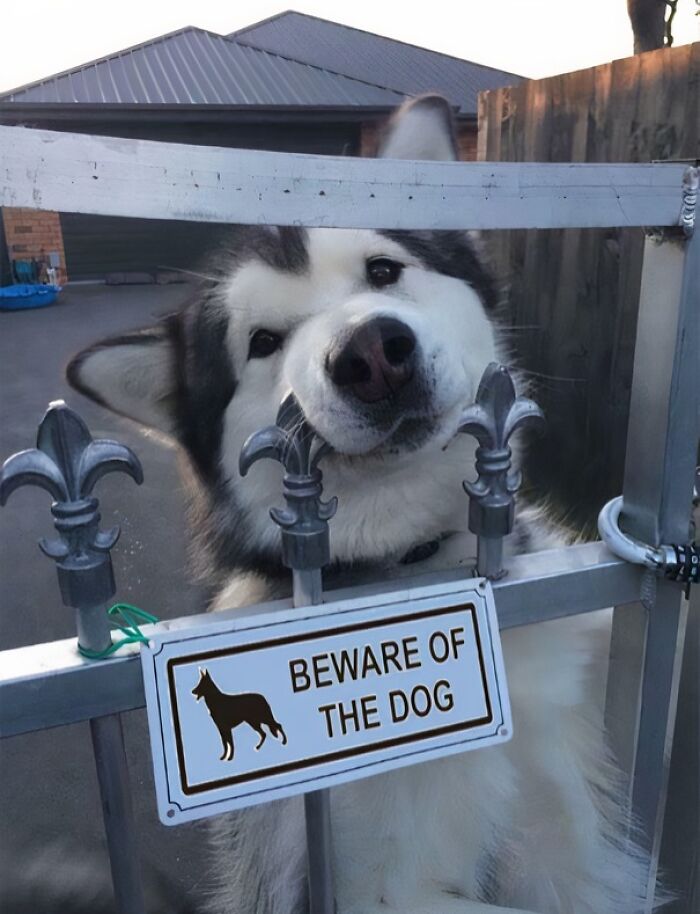 The Goodest
