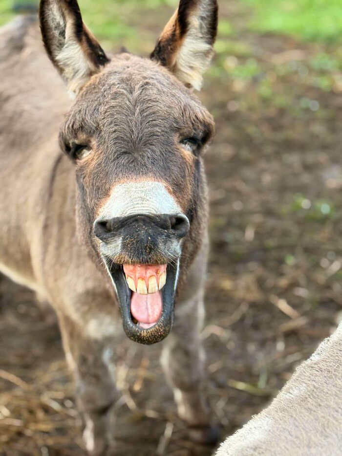 Donkey with an open mouth showing teeth expressing a funny animal face