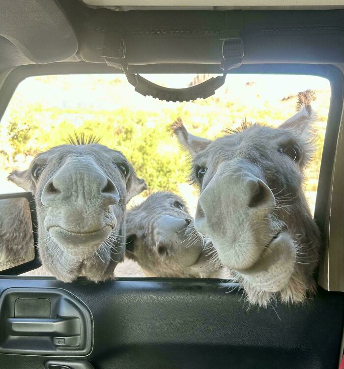Three donkeys with funny animal faces peeking into a car window