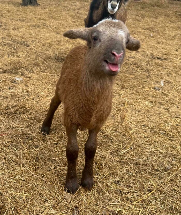 Young brown goat making silly face on farm