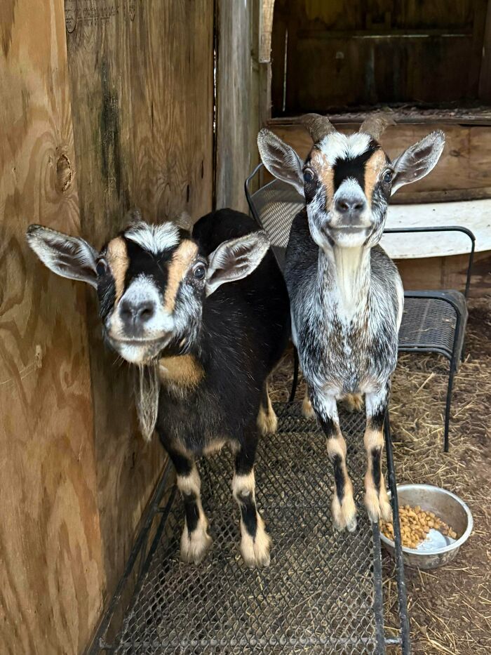 Two goats with funny faces standing inside wooden shed