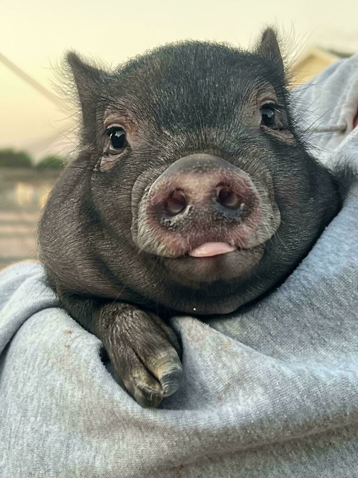 Mini pig with playful funny animal face sticking tongue out