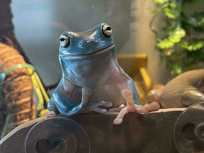 Blue frog with amusing expression on glass enclosure