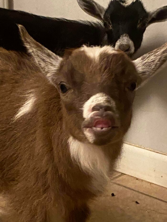 Goat with quirky funny animal face indoors