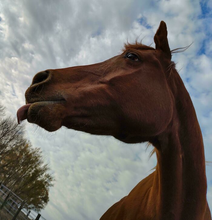 Horse sticking out tongue outdoors with cloudy sky