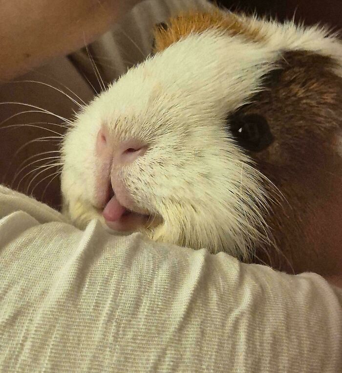 Guinea pig showing cute funny animal face with tongue out