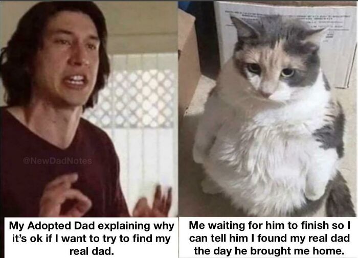 Adopted dad explaining finding real dad with cat waiting to reveal truth meme positivity posts