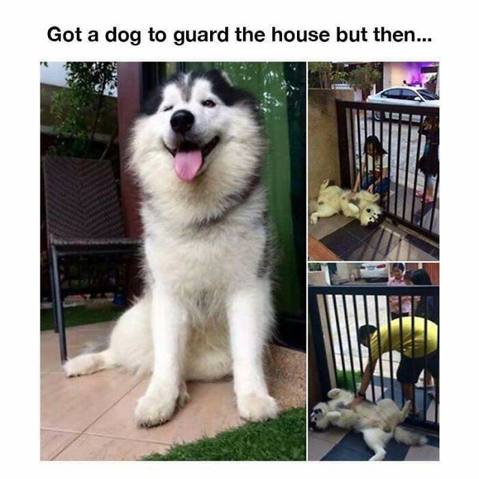 Funny dog guarding house fails to protect in memes bringing positivity