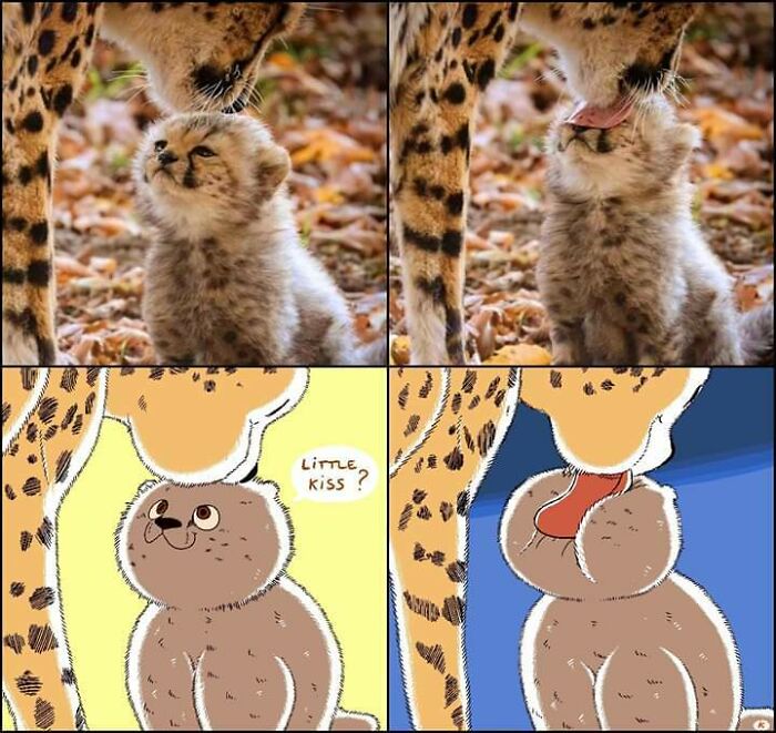 Cheetah lovingly licking cub showing animal care and affection