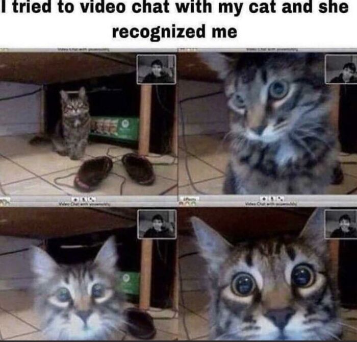 Cat recognized owner during video chat bringing happiness and positivity
