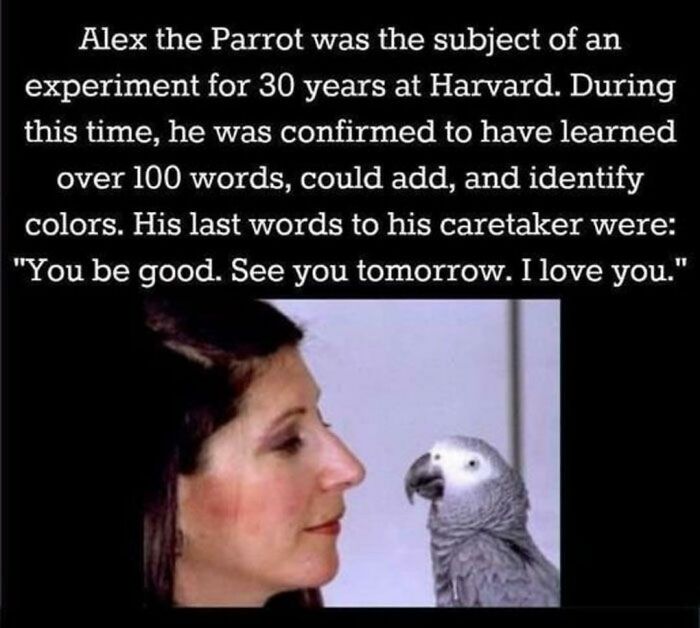 Image of Alex the parrot with caretaker highlighting learning and love