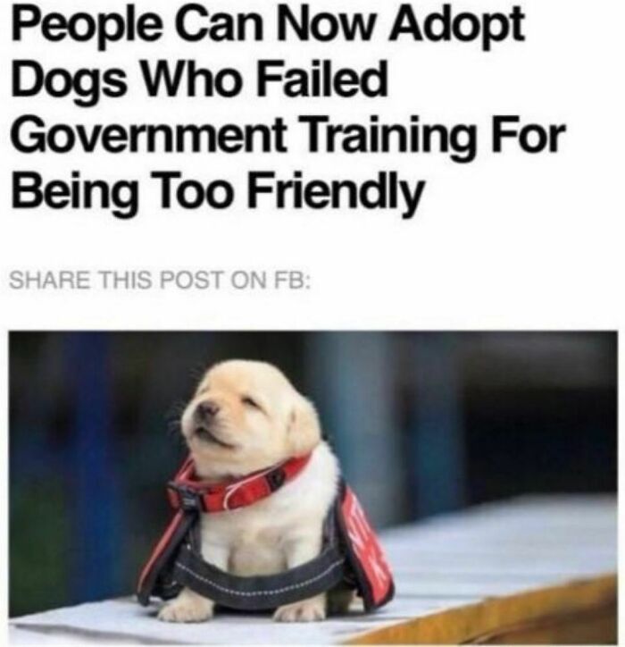 Cute puppy available for adoption after failing government training for being too friendly