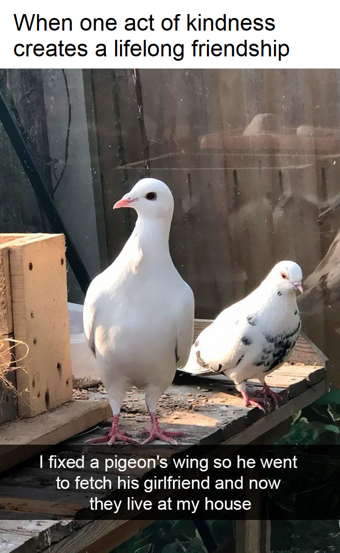 Heartwarming image of kindness and friendship between pigeons