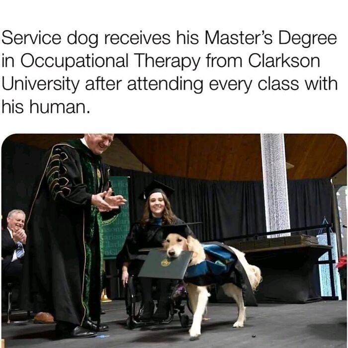 Service dog receiving Master's degree in Occupational Therapy at graduation