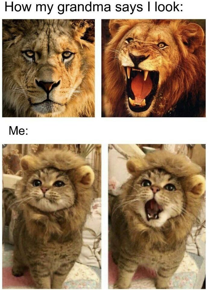 Funny meme showing a cat dressed as a lion with grandma's positive impression
