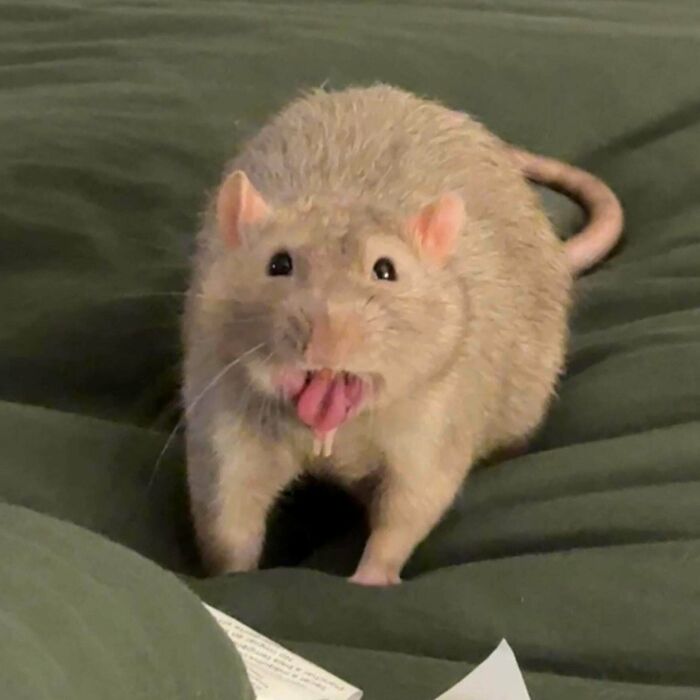 Rat with funny animal face sticking out tongue on blanket