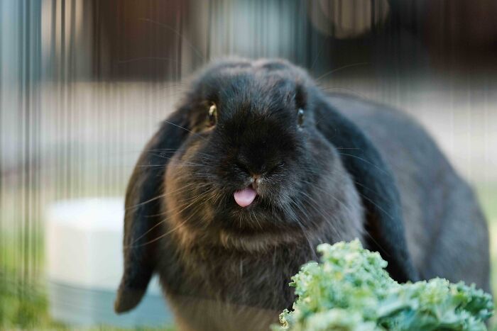 Funny animal face of black rabbit sticking out tongue near greens