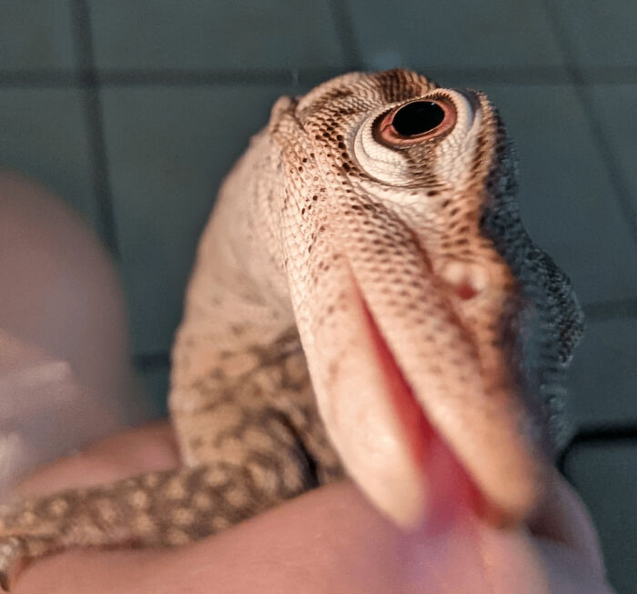 Close-up of reptile with funny animal face looking at camera