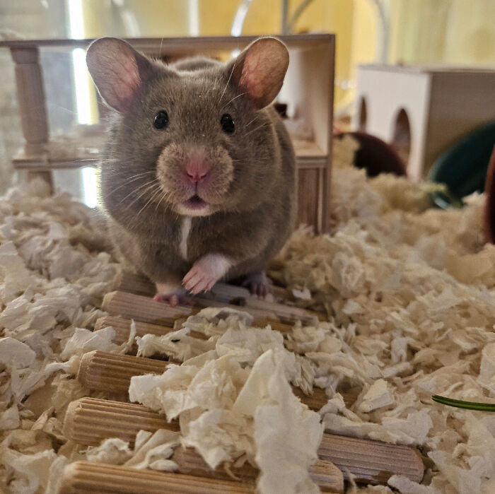 Close up of funny animal face of curious grey mouse