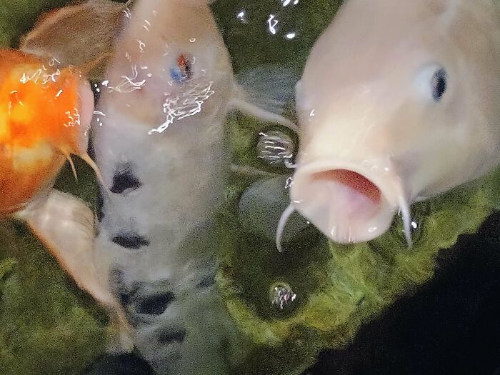 Koi fish with open mouth underwater showing amusing fish face