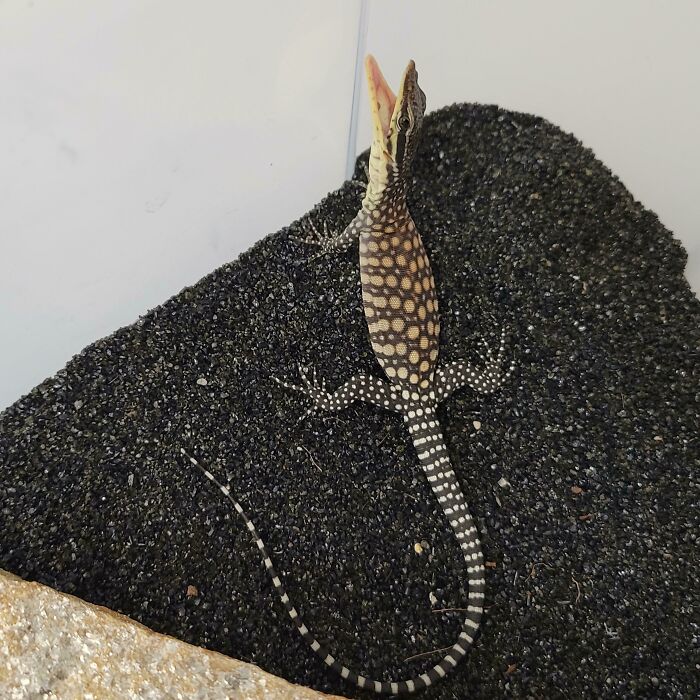Lizard with open mouth showing funny animal face
