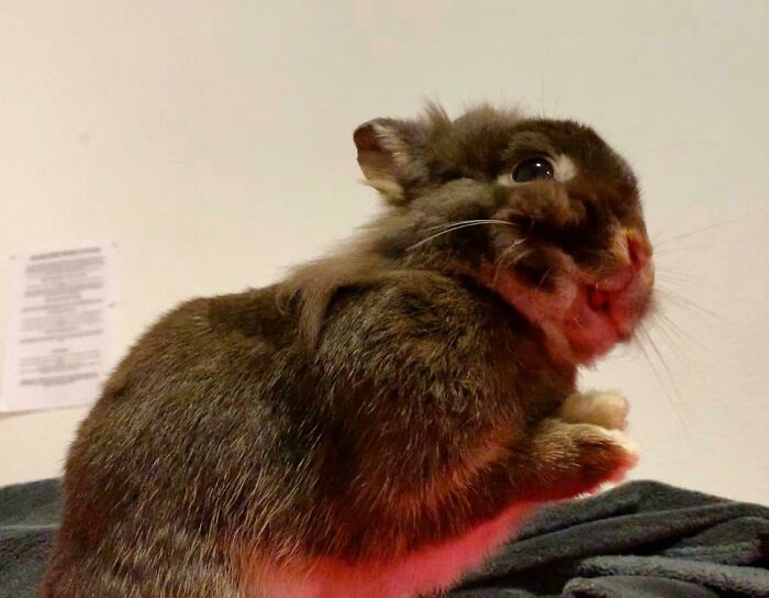 Funny animal face of a grey hamster showing personality